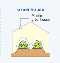 Greenhouse